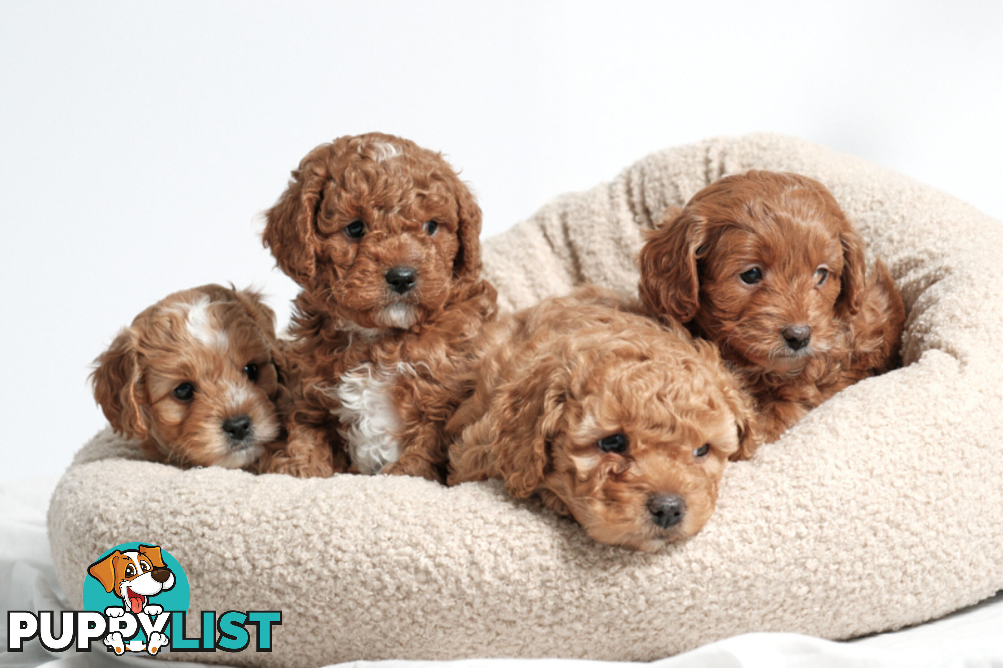 Purebred Toy Cavoodle Puppies DNA Tested/ Health Cleared