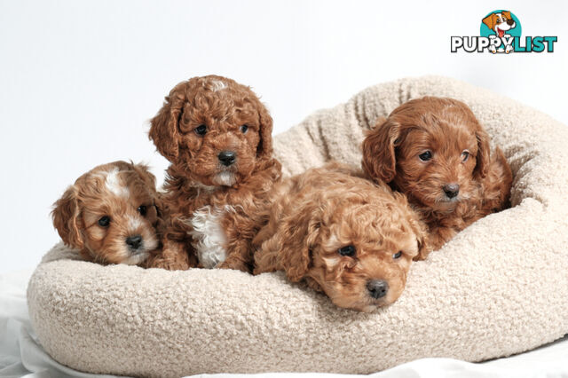 Purebred Toy Cavoodle Puppies DNA Tested/ Health Cleared