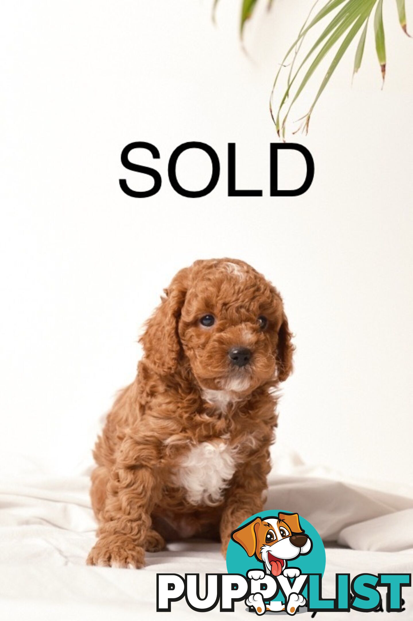 Purebred Toy Cavoodle Puppies DNA Tested/ Health Cleared