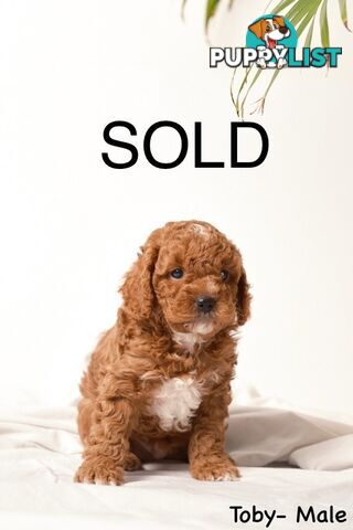 Purebred Toy Cavoodle Puppies DNA Tested/ Health Cleared