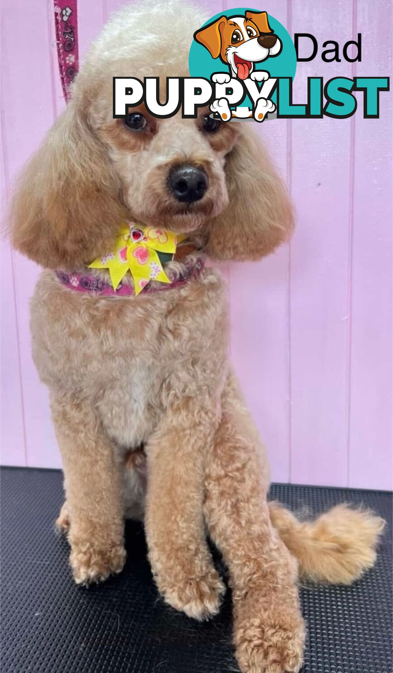 Purebred Toy Cavoodle Puppies DNA Tested/ Health Cleared