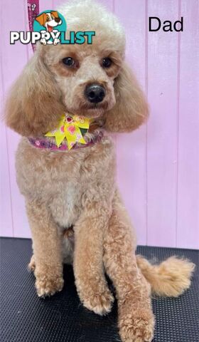 Purebred Toy Cavoodle Puppies DNA Tested/ Health Cleared