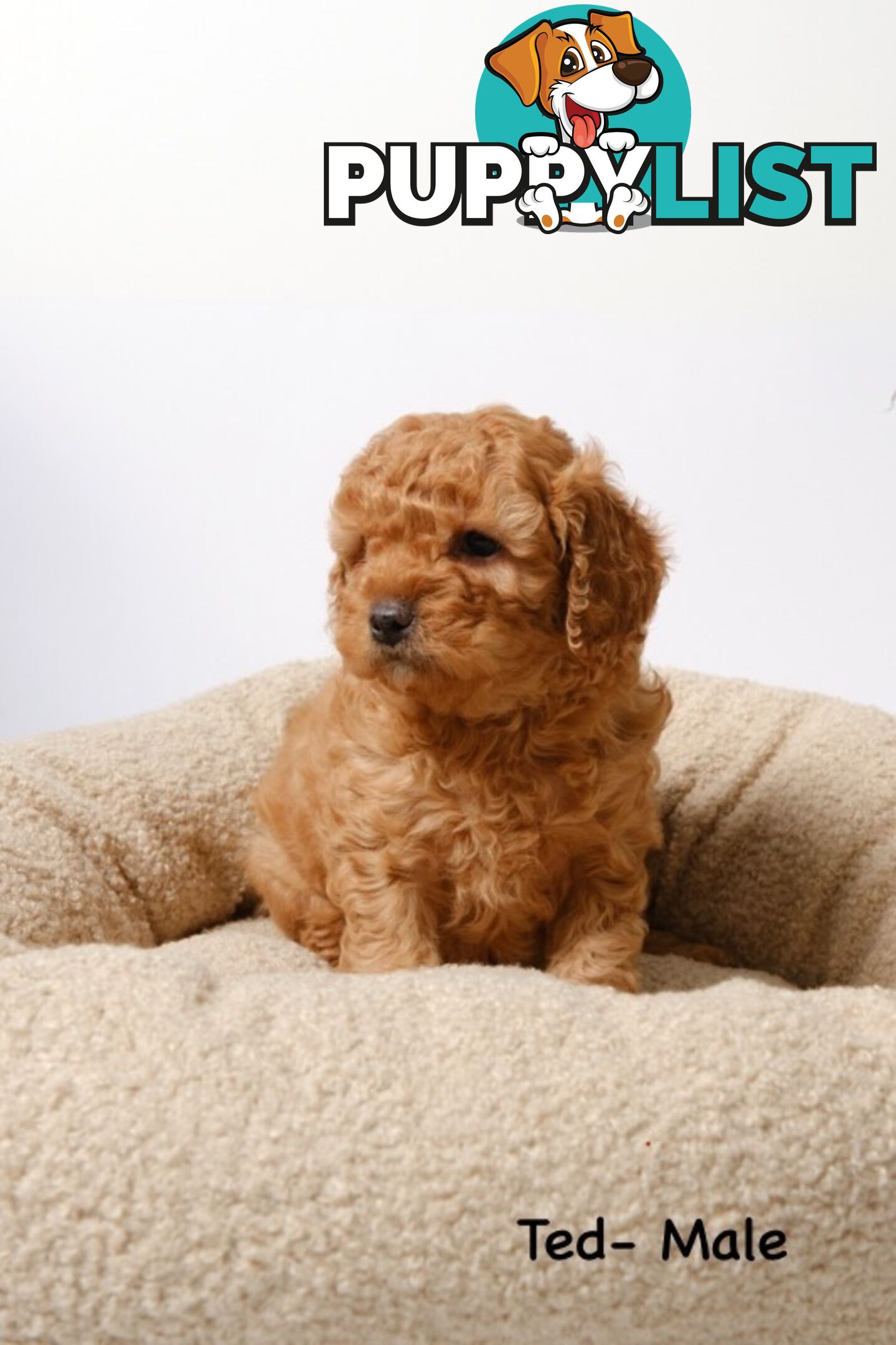 Purebred Toy Cavoodle Puppies DNA Tested/ Health Cleared