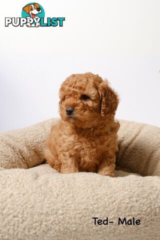 Purebred Toy Cavoodle Puppies DNA Tested/ Health Cleared
