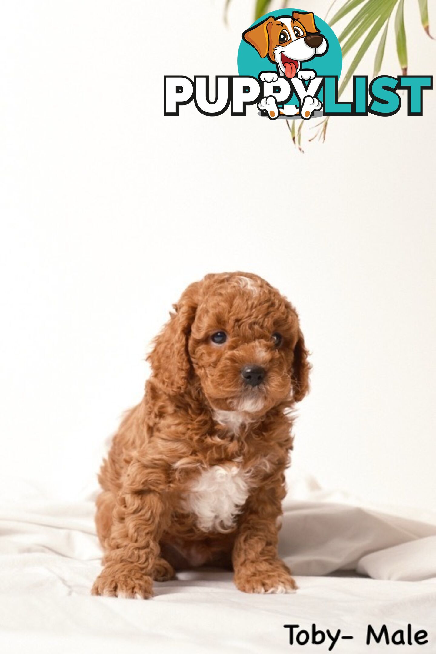 Purebred Toy Cavoodle Puppies DNA Tested/ Health Cleared