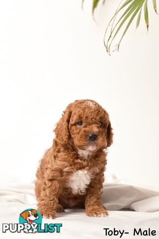 Purebred Toy Cavoodle Puppies DNA Tested/ Health Cleared