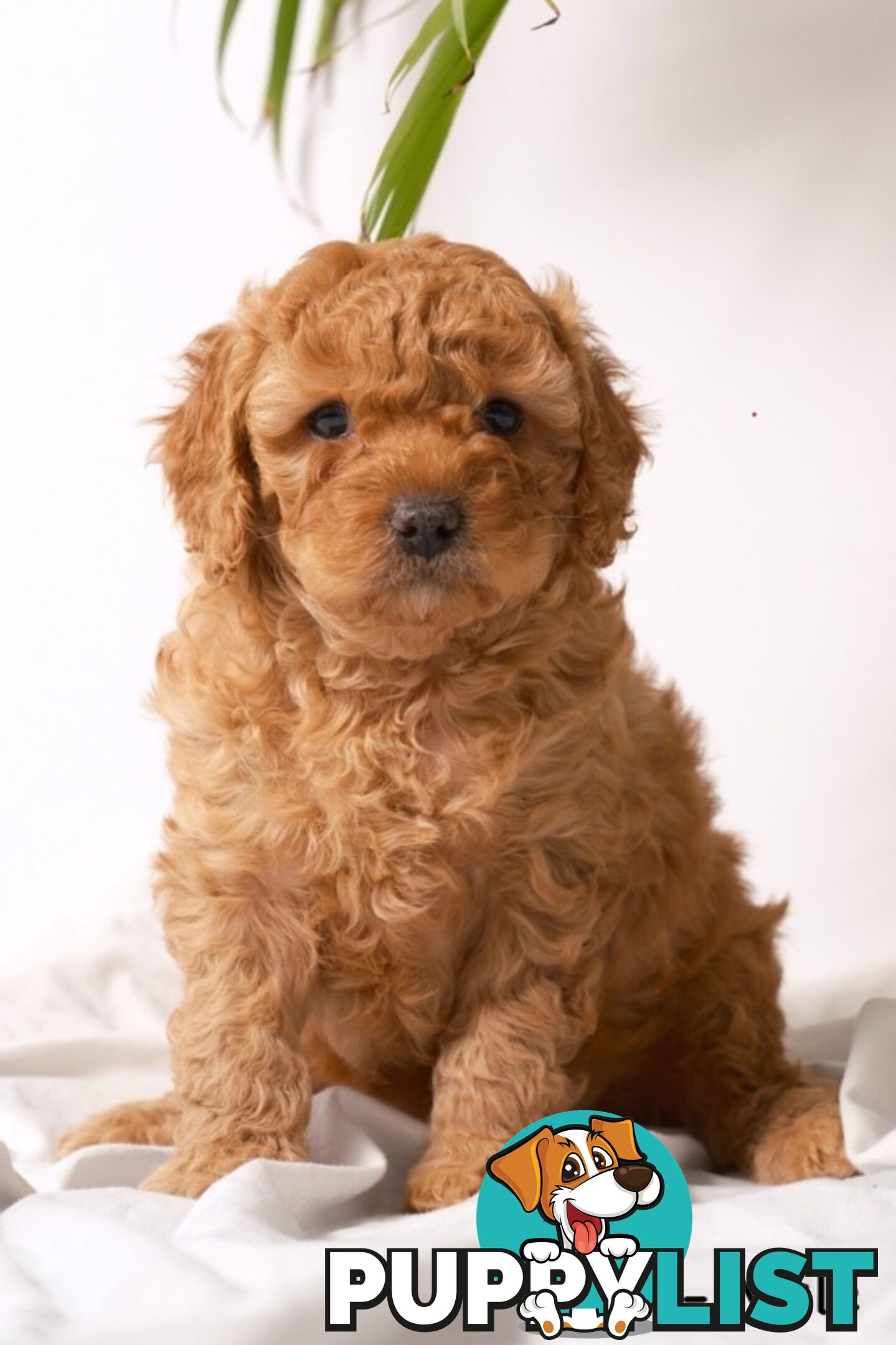 Purebred Toy Cavoodle Puppies DNA Tested/ Health Cleared