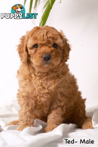 Purebred Toy Cavoodle Puppies DNA Tested/ Health Cleared