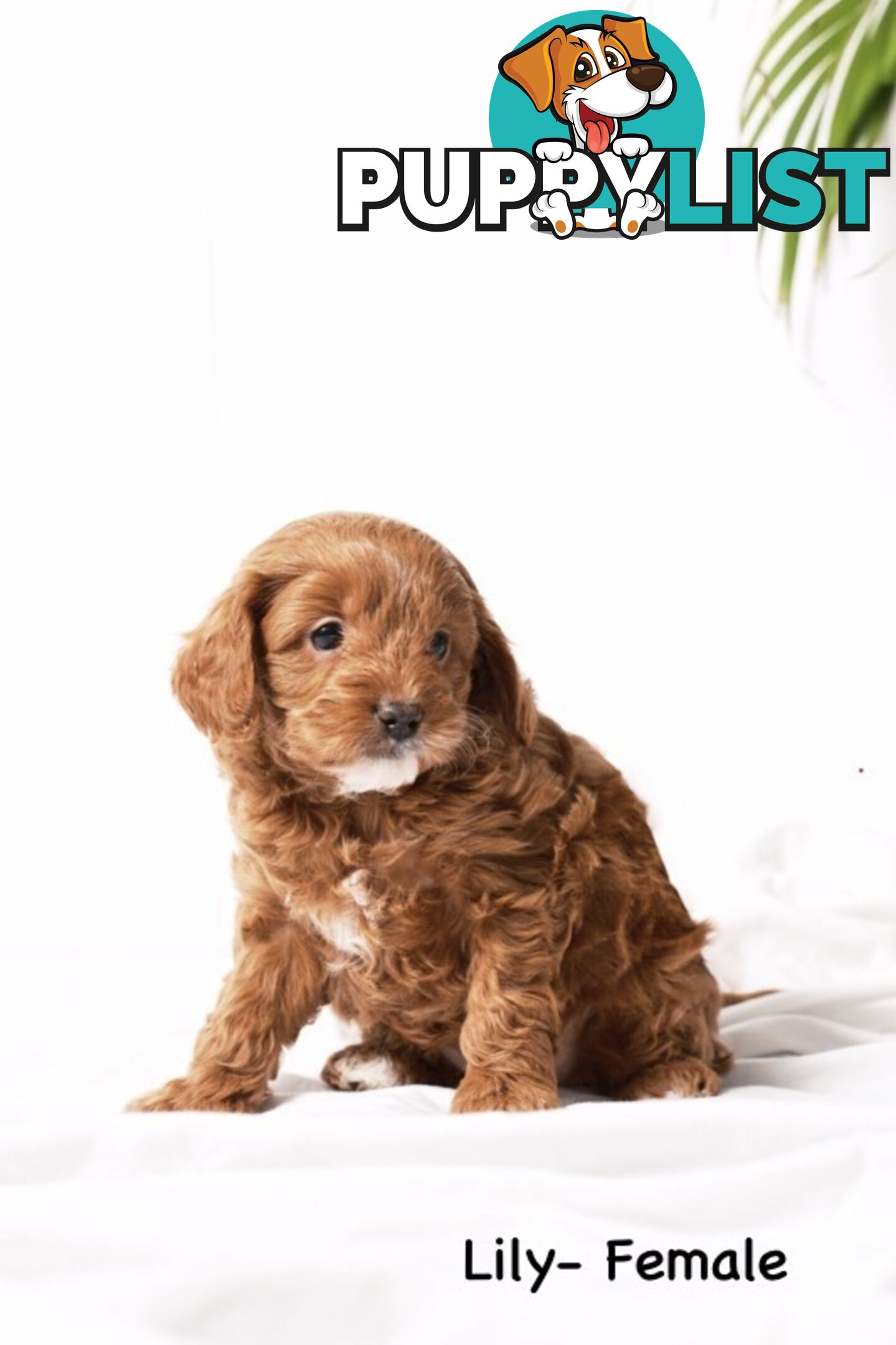 Purebred Toy Cavoodle Puppies DNA Tested/ Health Cleared