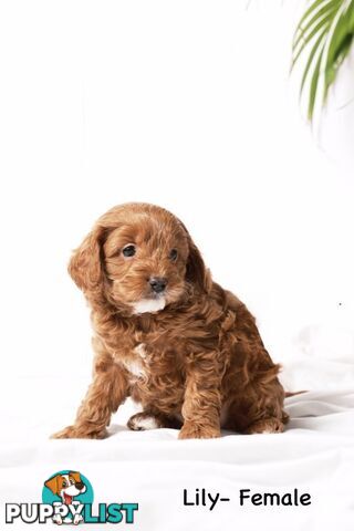 Purebred Toy Cavoodle Puppies DNA Tested/ Health Cleared
