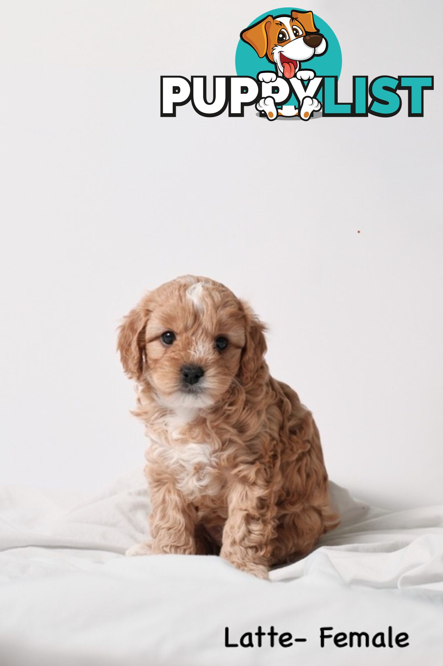 Purebred Toy Cavoodle Puppies DNA Tested/ Health Cleared