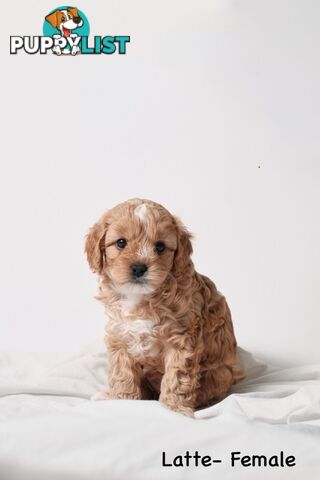 Purebred Toy Cavoodle Puppies DNA Tested/ Health Cleared