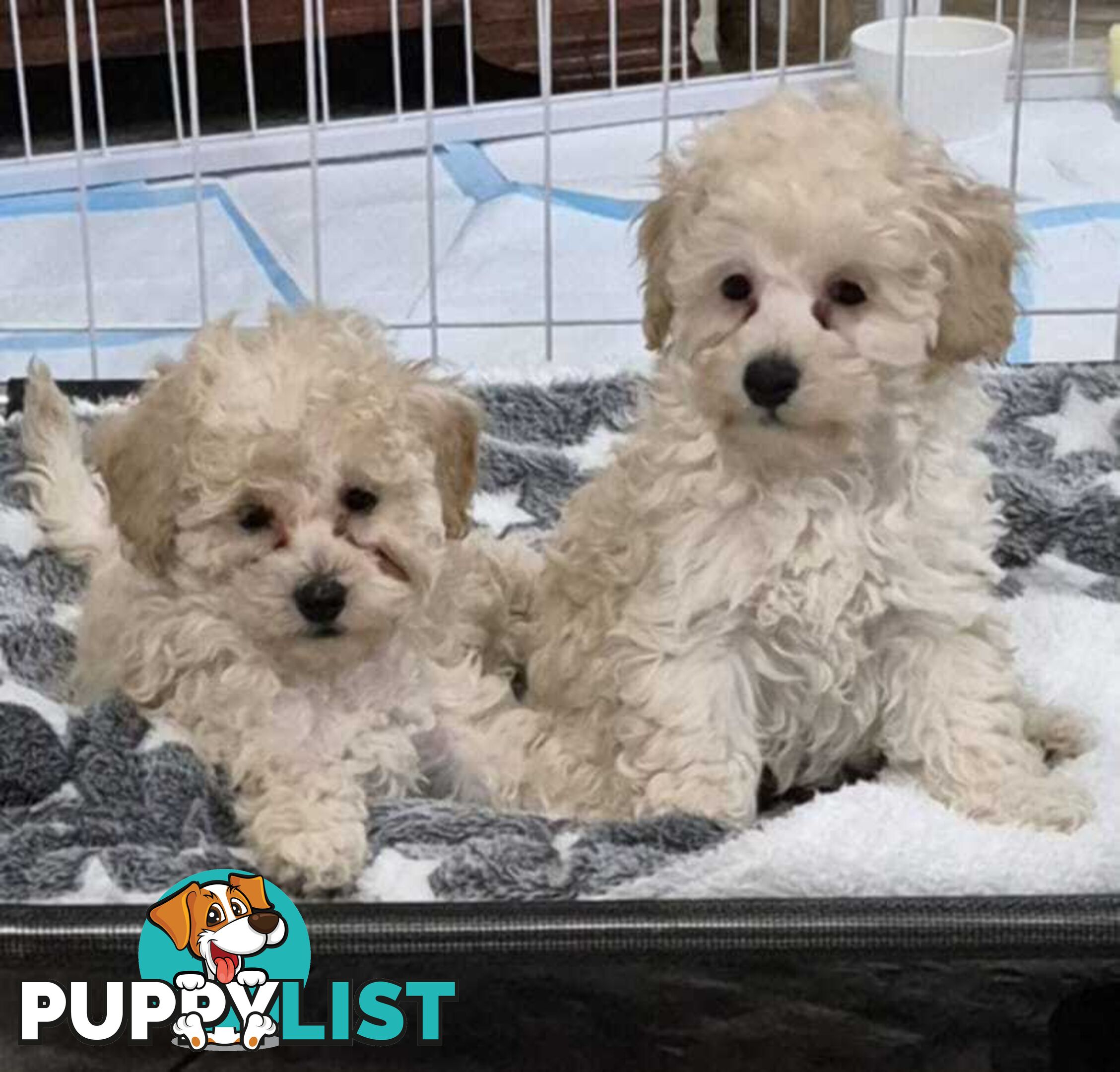 Toy Poodle Puppies for Sale