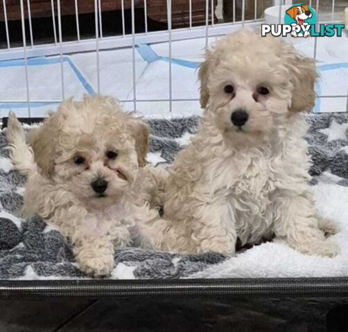 Toy Poodle Puppies for Sale