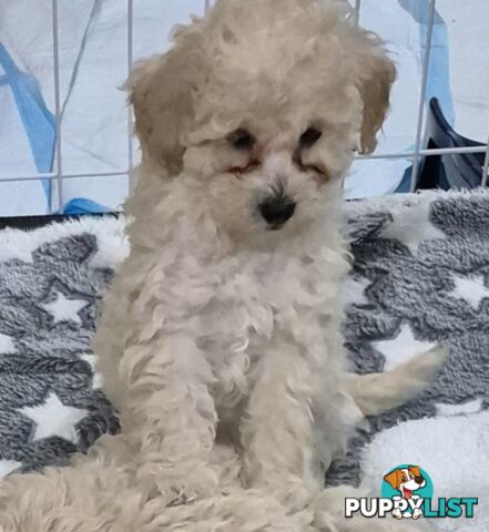 Toy Poodle Puppies for Sale