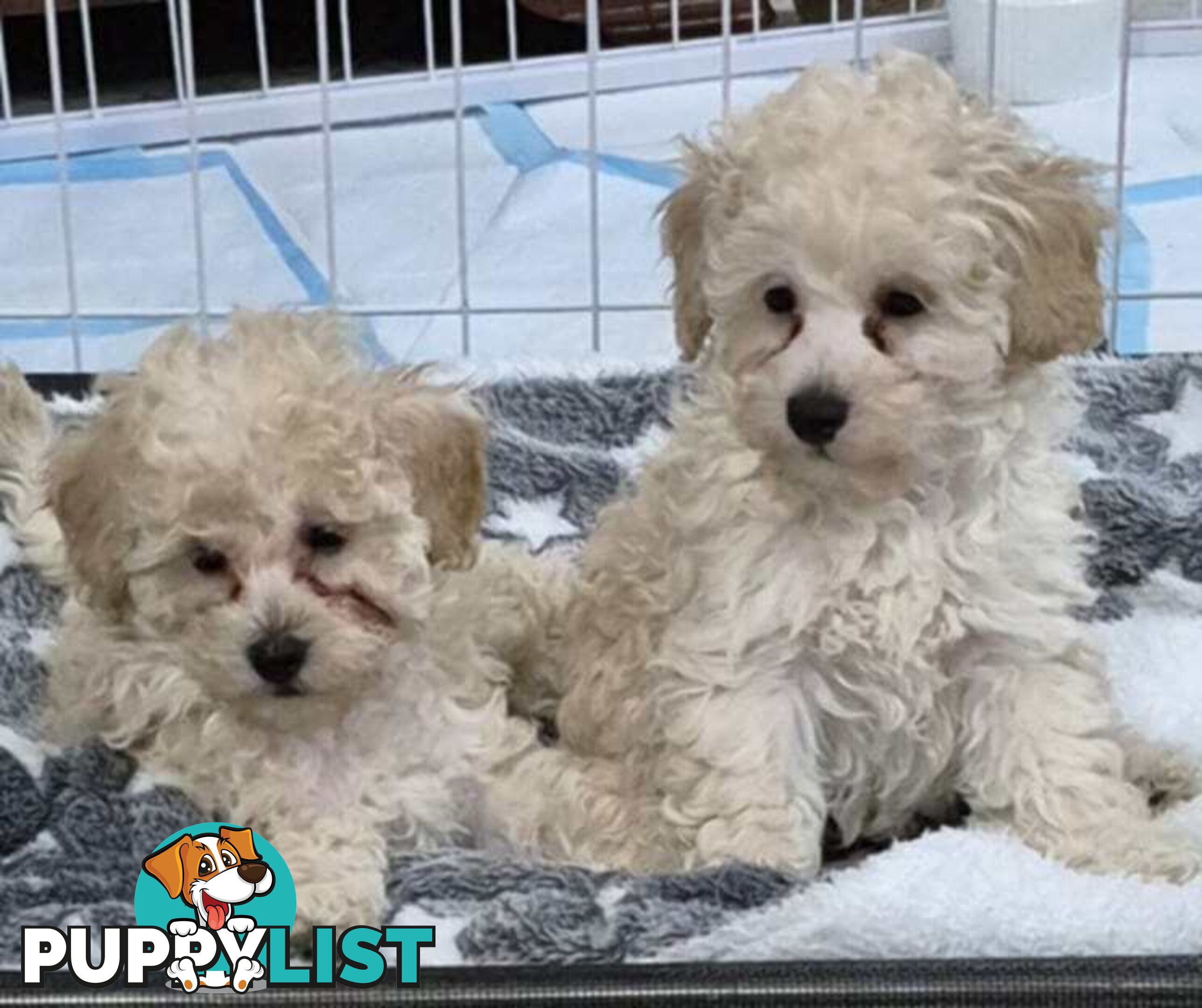 Toy Poodle Puppies for Sale