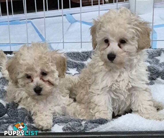 Toy Poodle Puppies for Sale