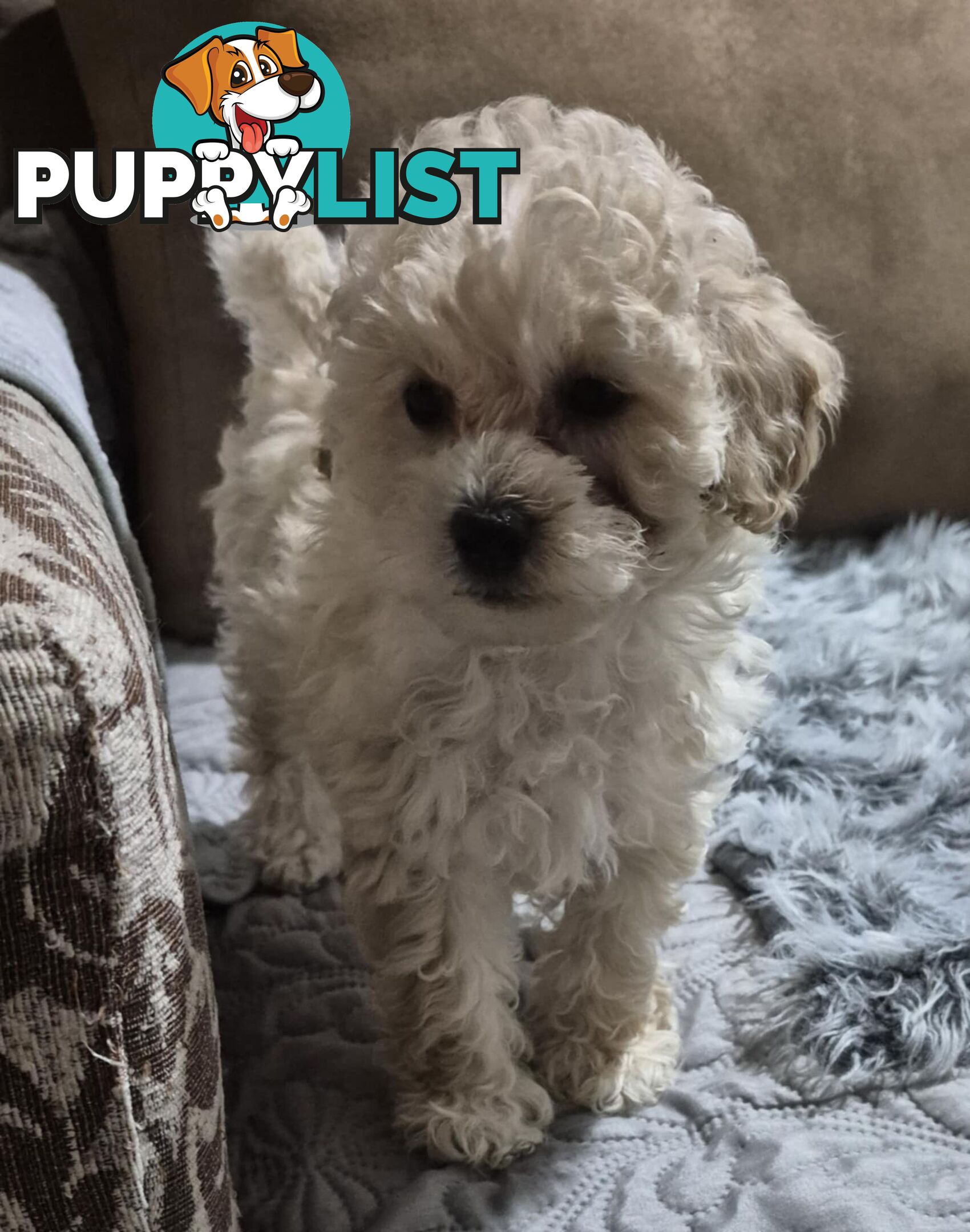 Toy Poodle Puppies for Sale