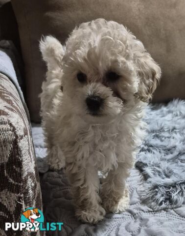 Toy Poodle Puppies for Sale