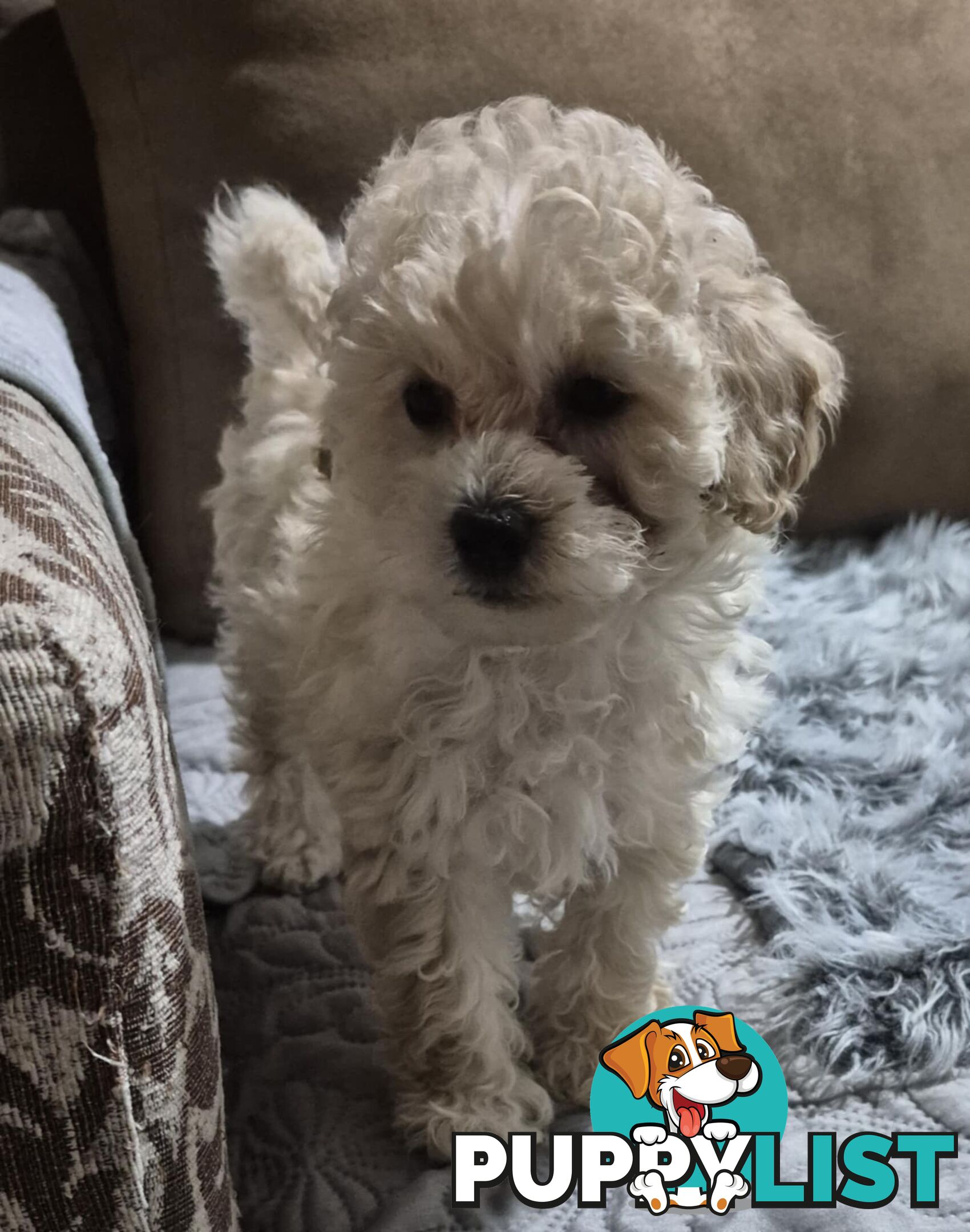Toy Poodle Puppies for Sale