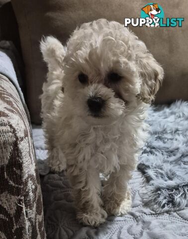 Toy Poodle Puppies for Sale