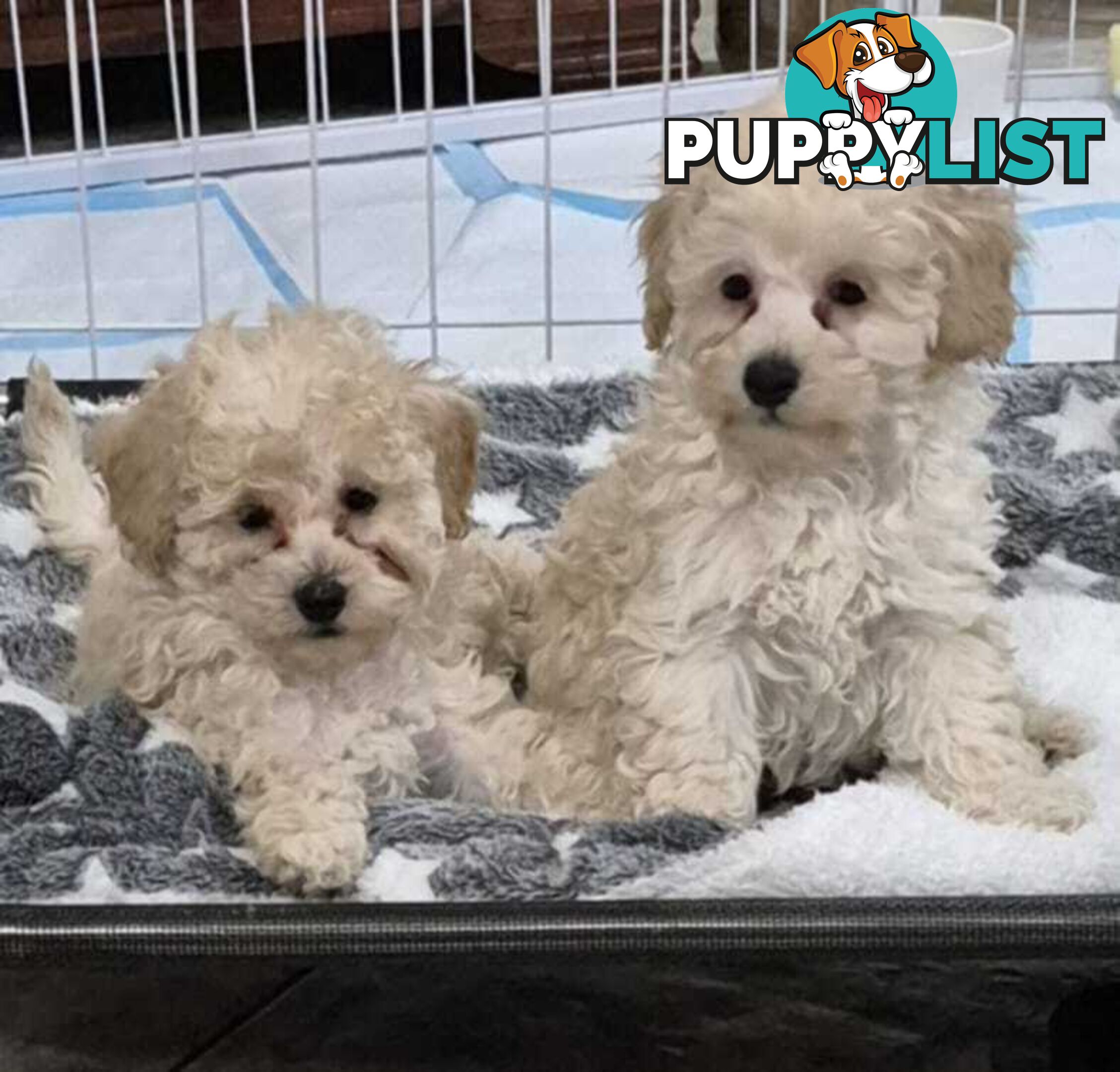 Toy Poodle Puppies for sale