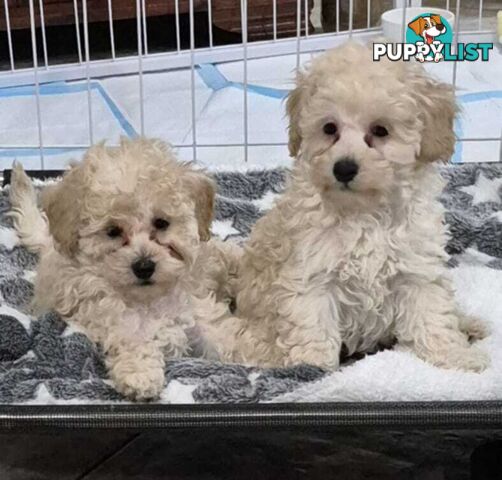 Toy Poodle Puppies for sale