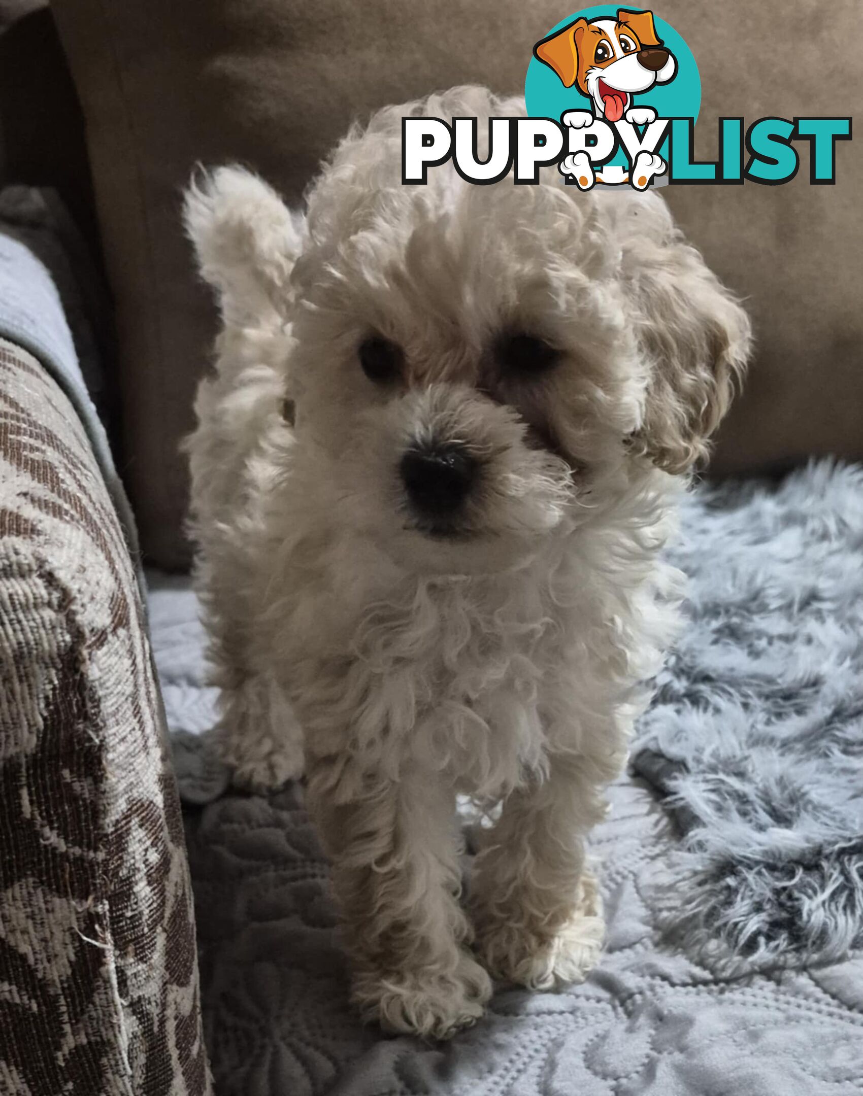 Toy Poodle Puppies for sale