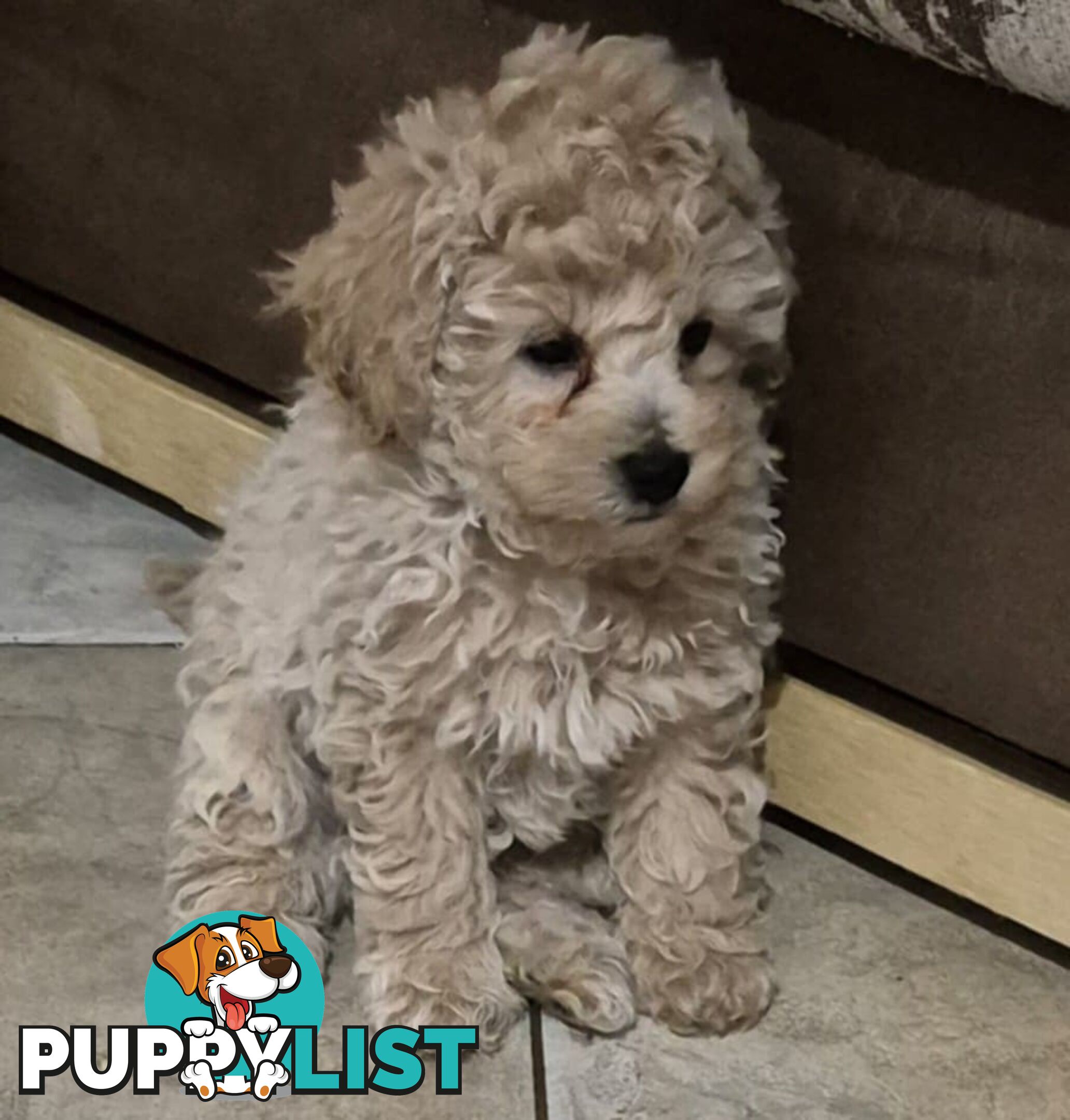 Toy Poodle Puppies for sale