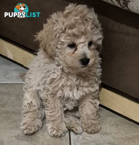 Toy Poodle Puppies for sale