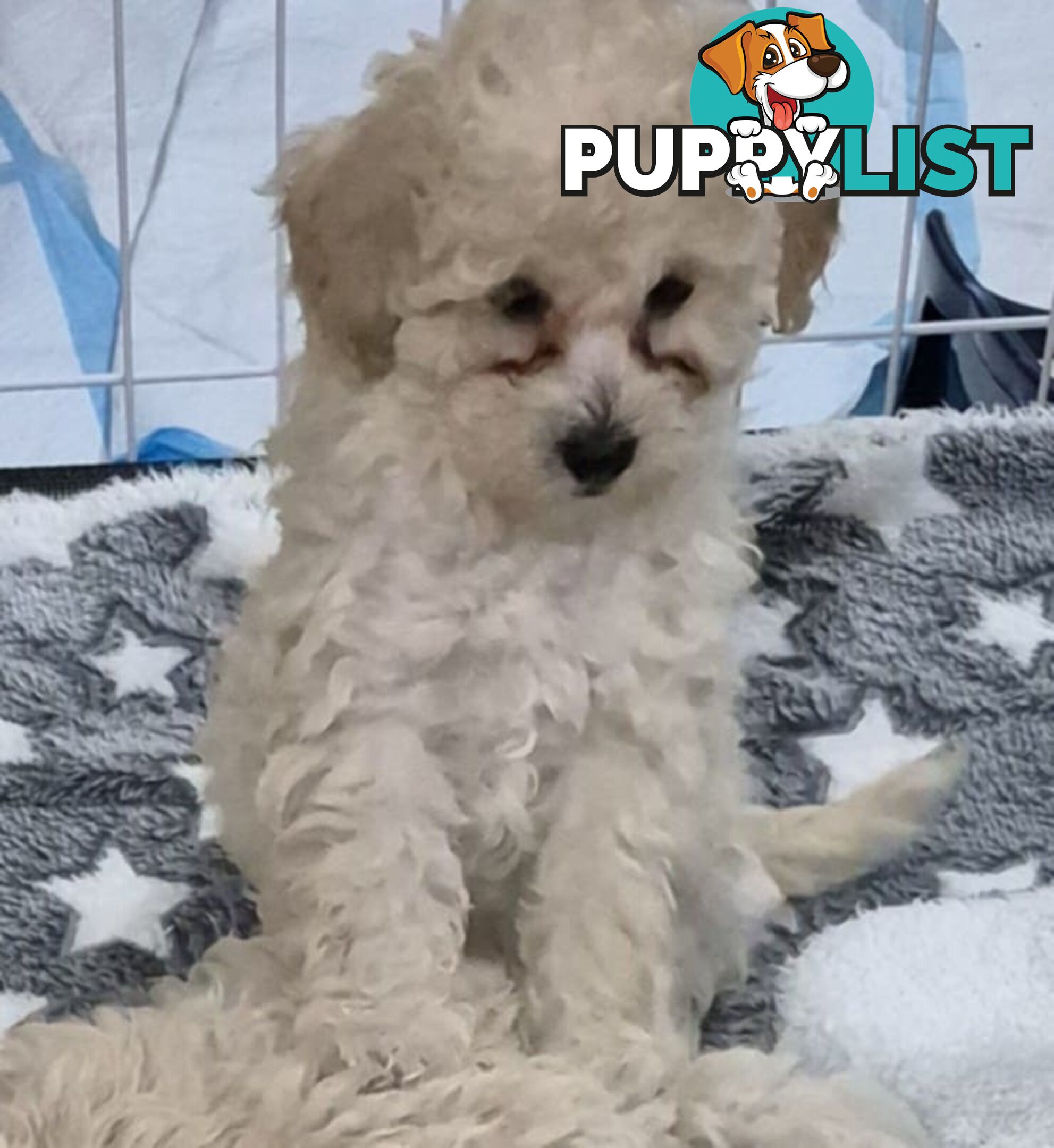 Toy Poodle Puppies for sale