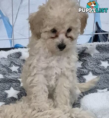 Toy Poodle Puppies for sale