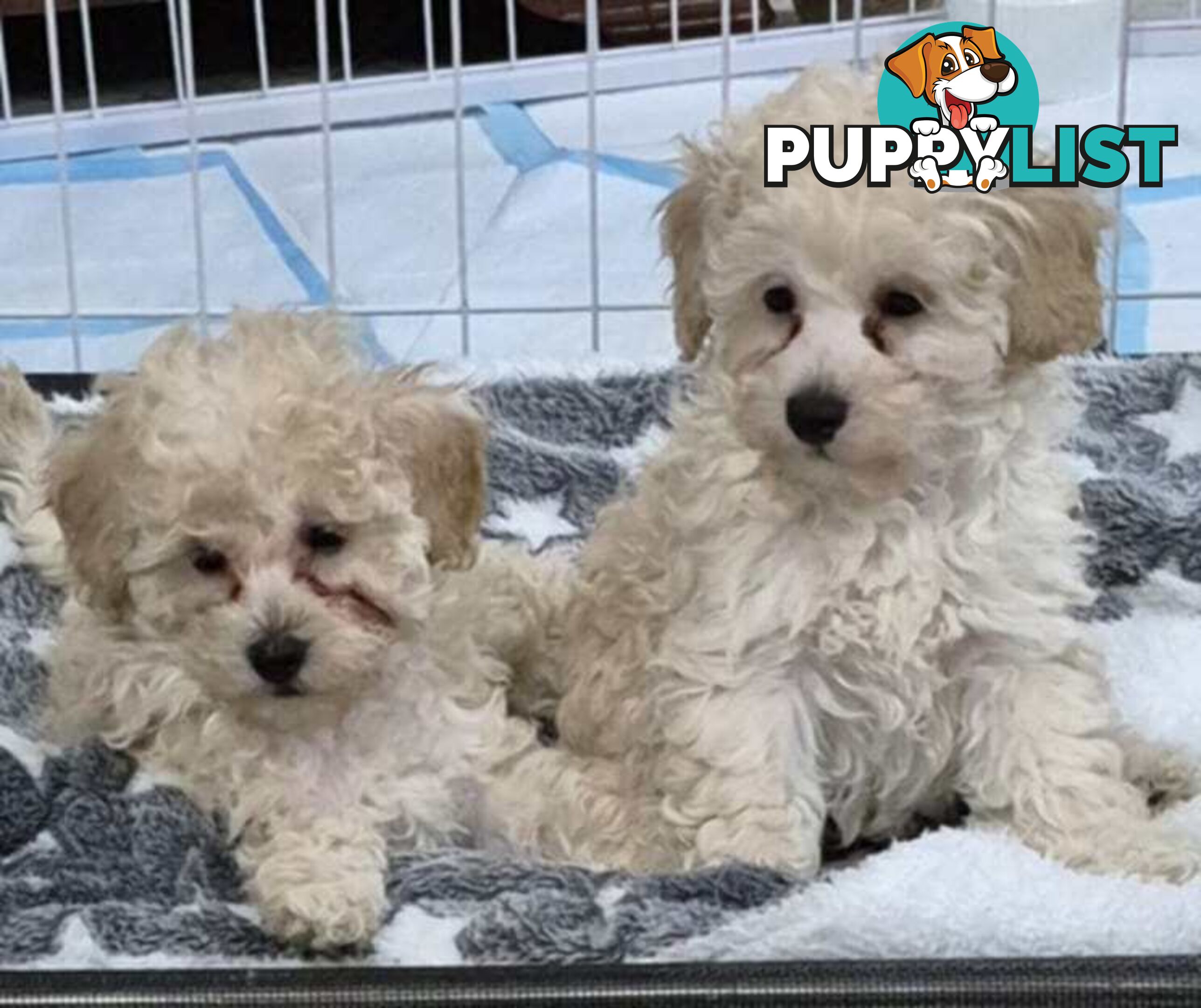 Toy Poodle Puppies for sale