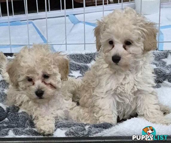 Toy Poodle Puppies for sale