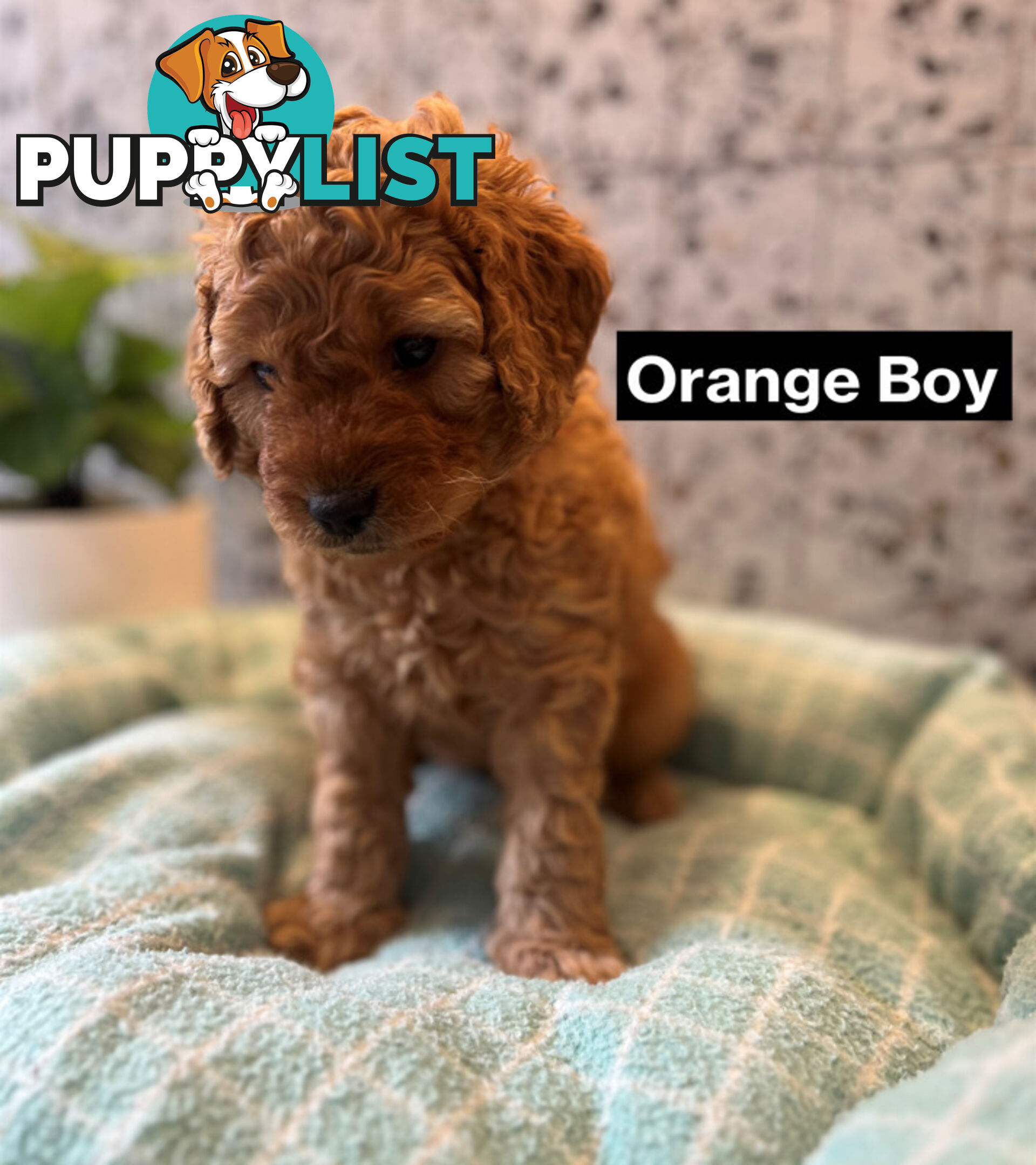 4 Adorable Mini Cavoodle Pups looking for their Furever Homes