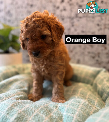 4 Adorable Mini Cavoodle Pups looking for their Furever Homes