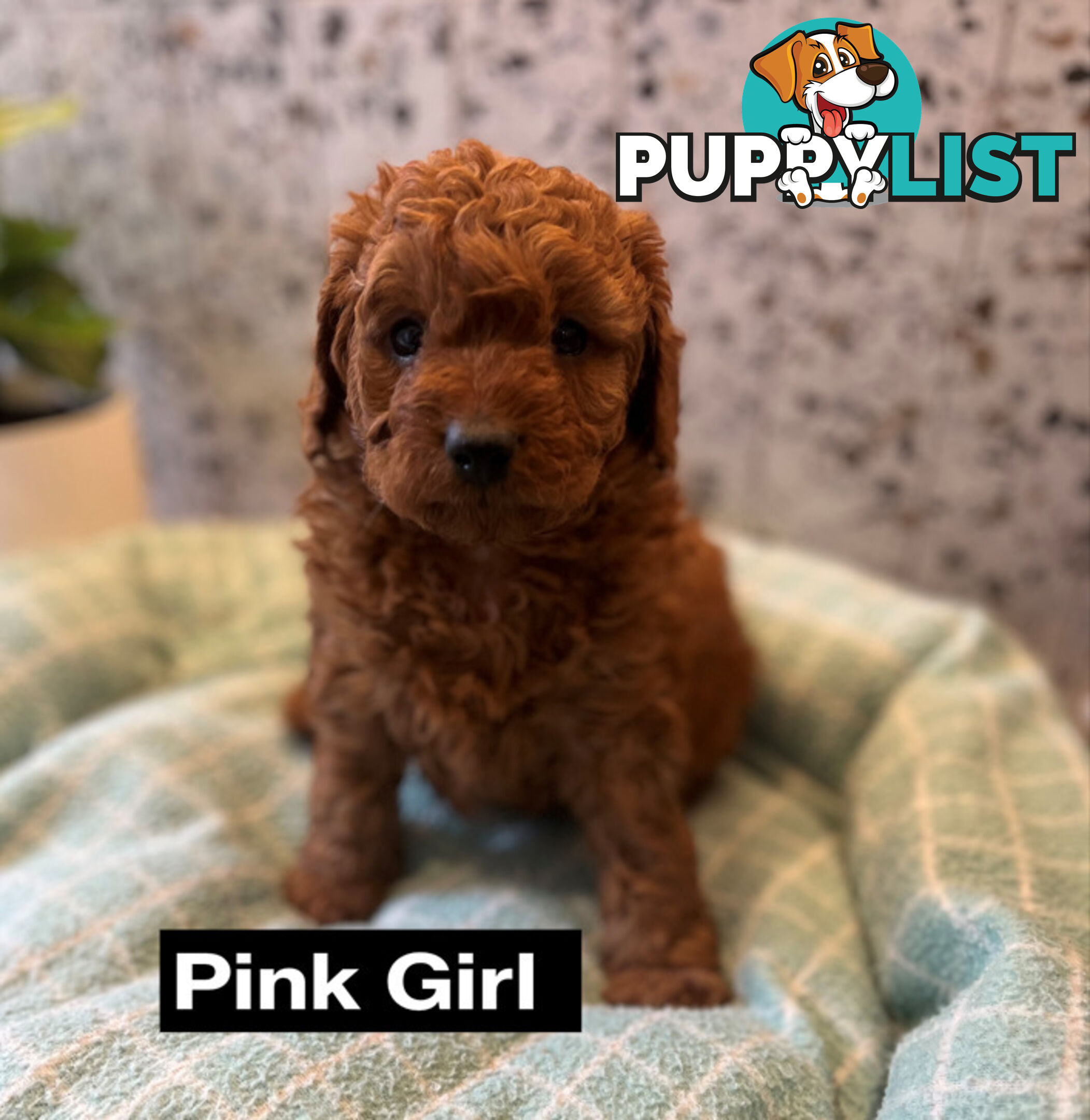 4 Adorable Mini Cavoodle Pups looking for their Furever Homes