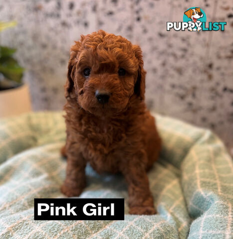 4 Adorable Mini Cavoodle Pups looking for their Furever Homes