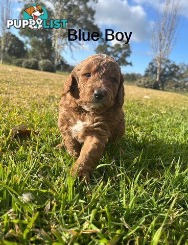 4 Adorable Mini Cavoodle Pups looking for their Furever Homes