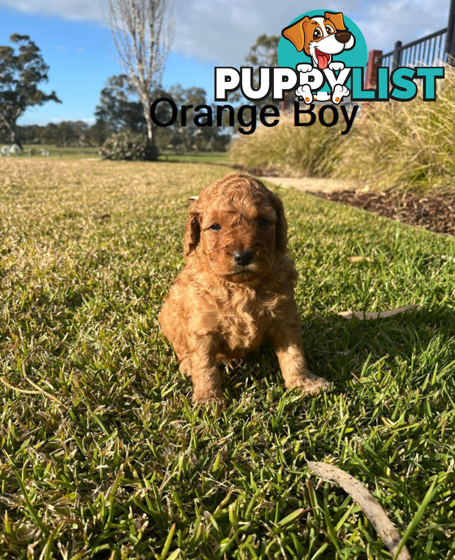 4 Adorable Mini Cavoodle Pups looking for their Furever Homes