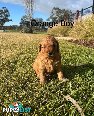 4 Adorable Mini Cavoodle Pups looking for their Furever Homes