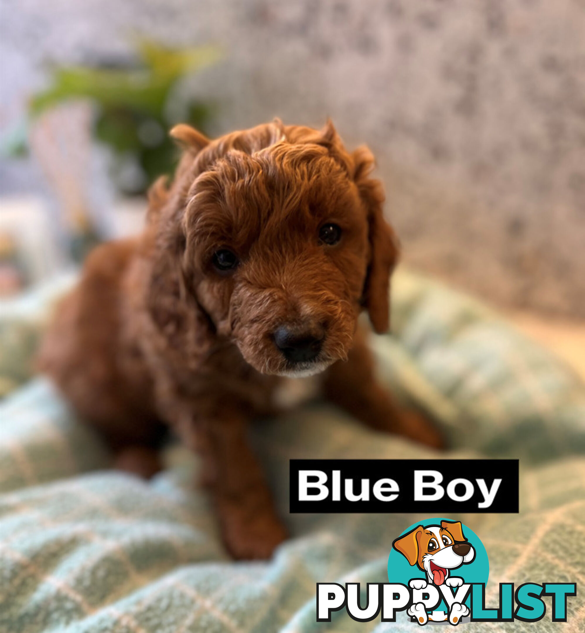 4 Adorable Mini Cavoodle Pups looking for their Furever Homes