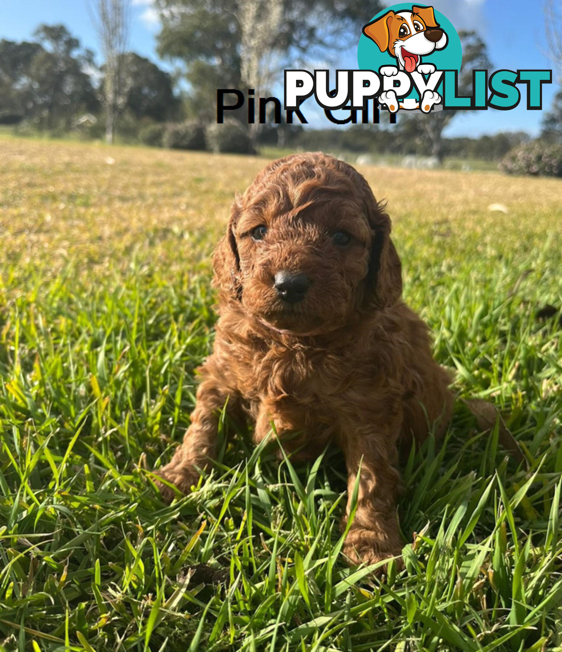 4 Adorable Mini Cavoodle Pups looking for their Furever Homes