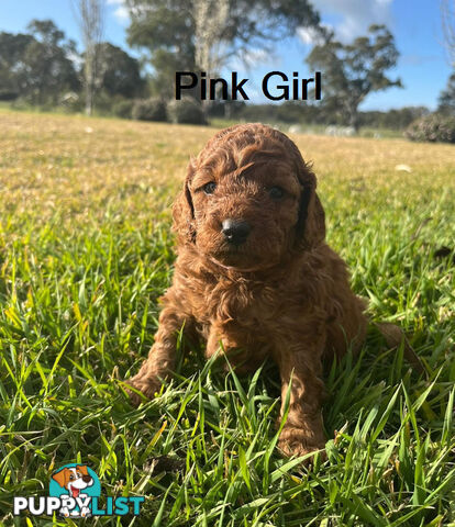 4 Adorable Mini Cavoodle Pups looking for their Furever Homes