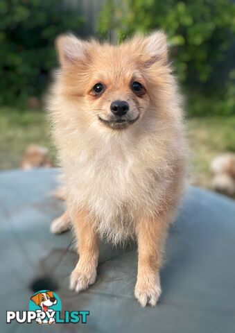 Pomeranian Puppy for sale