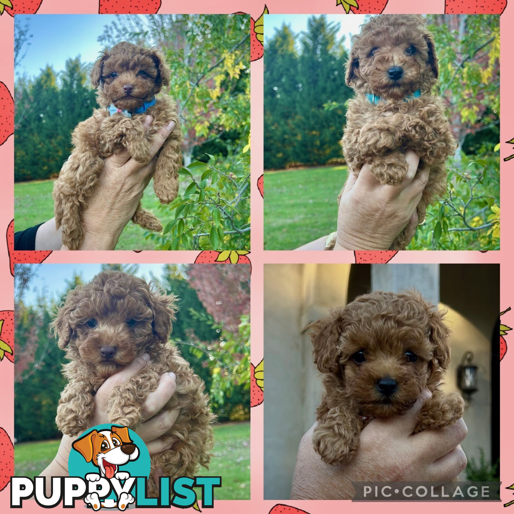 Cavoodles  x 4