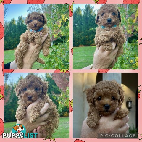 Toy poodles x 4