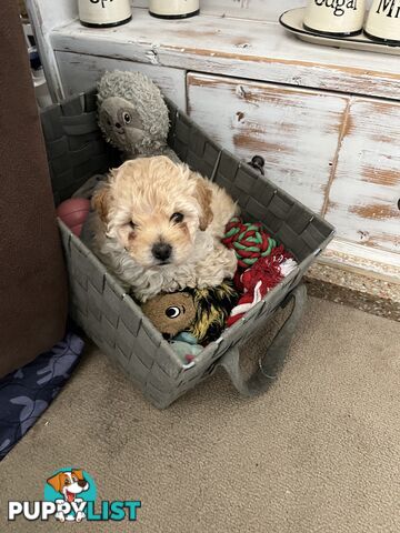 3 adorable Moddle puppies looking for their furever homes