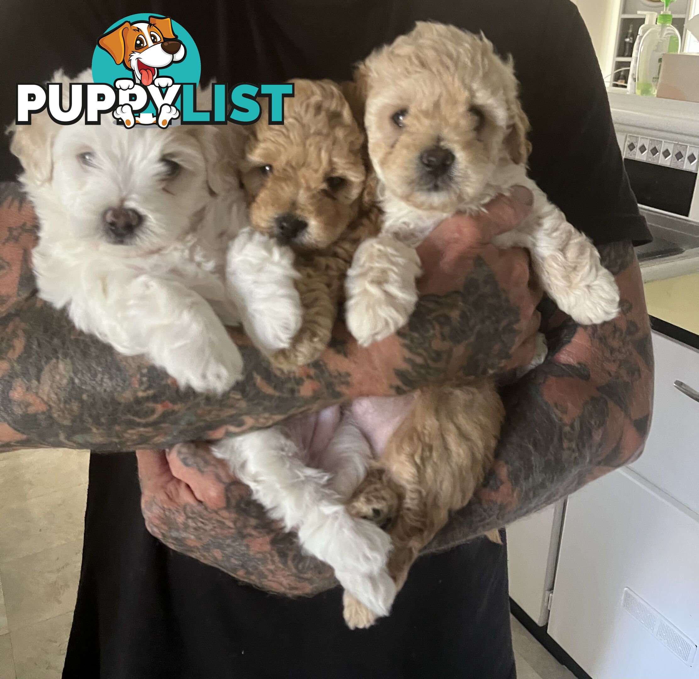 3 adorable Moddle puppies looking for their furever homes