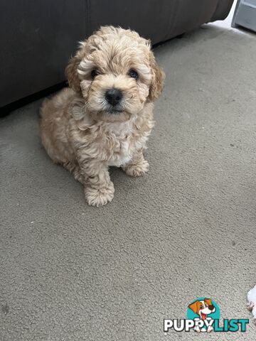 3 adorable Moddle puppies looking for their furever homes